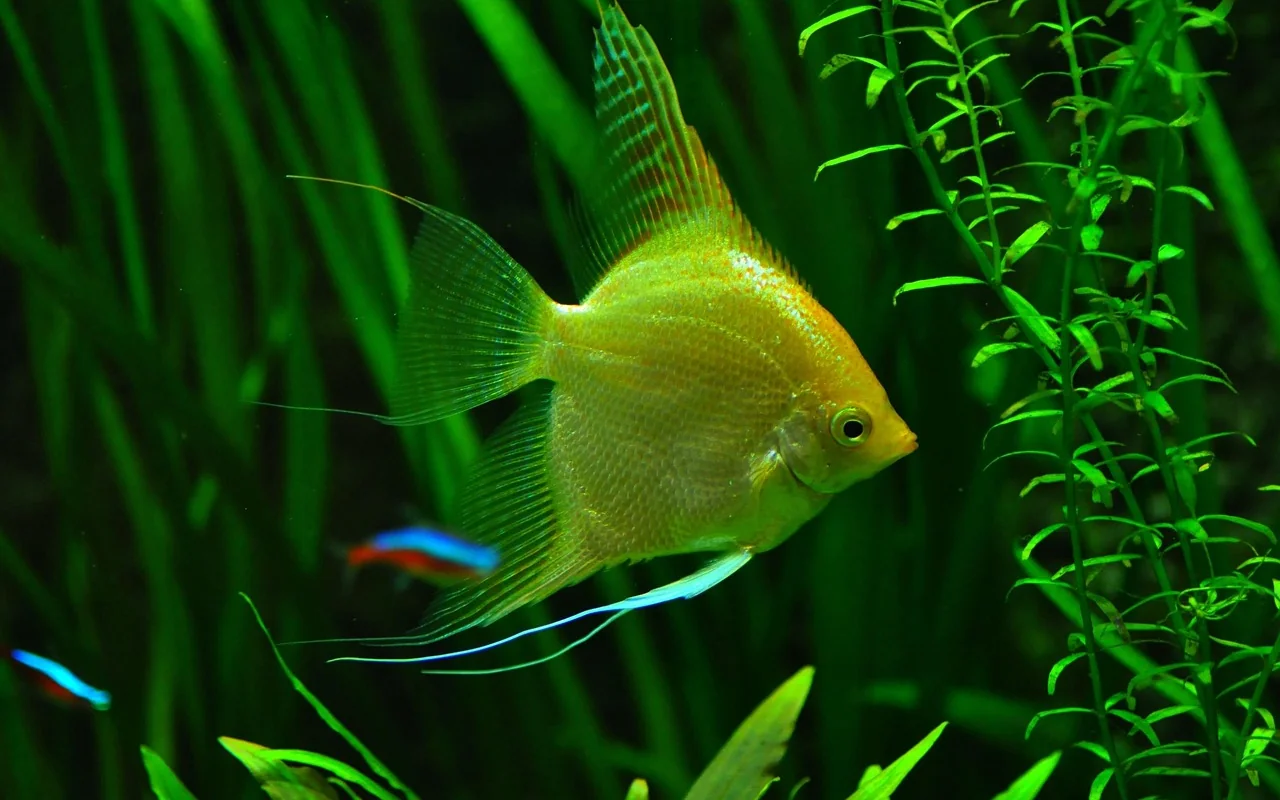 Un escalar dorado entre plantas, con dos neones al fondo